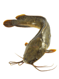 Optimized Image